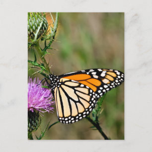 Carte Postale Papillon monarque