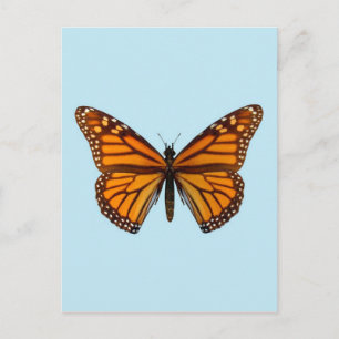 Carte Postale Papillon Monarque