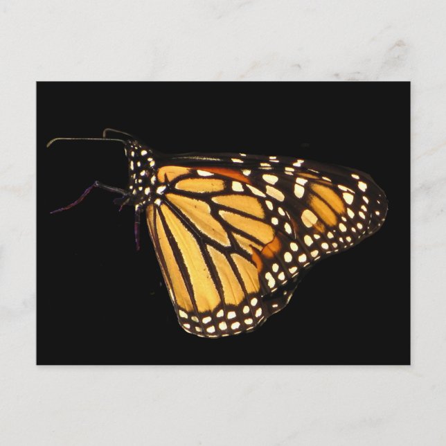 Carte Postale Papillon monarque (Devant)