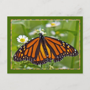 Carte Postale Papillon monarque