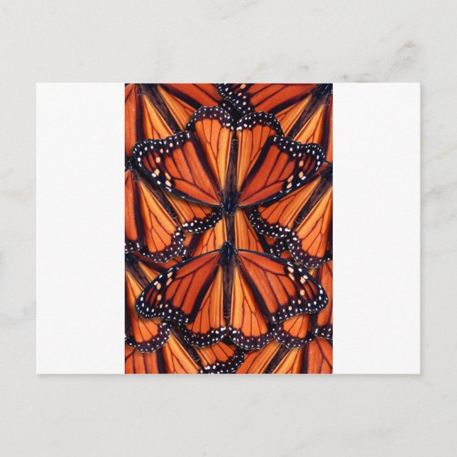 Carte Postale papillon monarque (Devant)