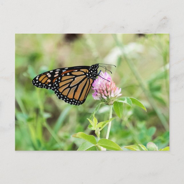 Carte Postale Papillon monarque (Devant)
