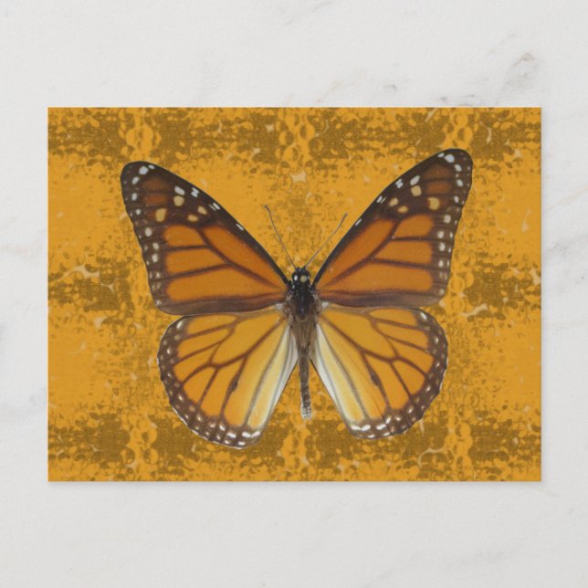 Carte Postale Papillon monarque (Devant)