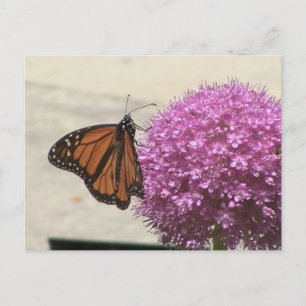 Carte postale Papillon Monarque