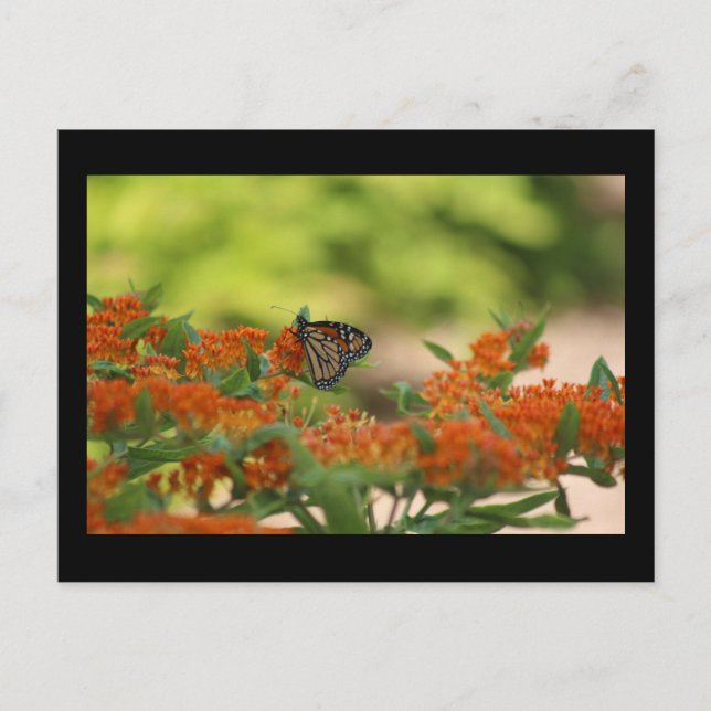 Carte postale papillon monarque (Devant)