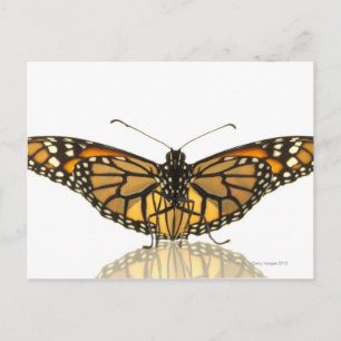 Carte Postale Papillon monarque avec ailes étalées