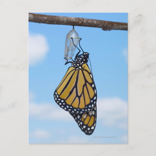 Carte Postale Papillon monarque, avec Chrysalis (Devant)