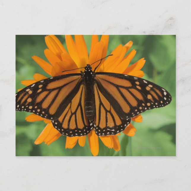 Carte Postale Papillon monarque (Danaus plexippus) en pot (Devant)