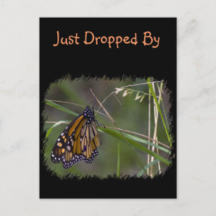 Carte Postale Papillon monarque dans l'herbe