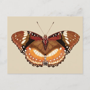 Carte Postale Papillon Monarque en Brown, rouille et crème