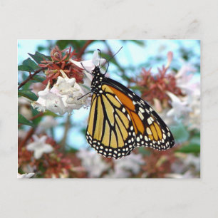 Carte postale Papillon Monarque orange