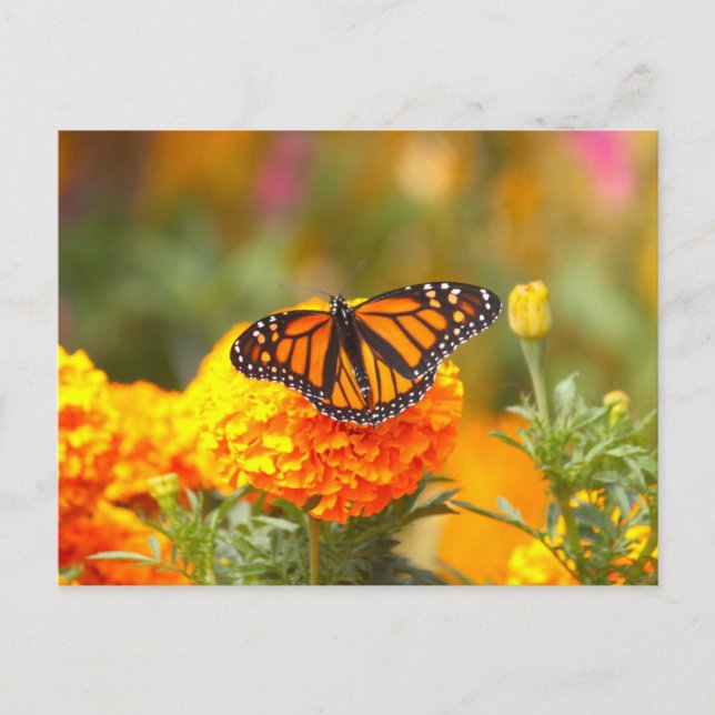 Carte Postale Papillon monarque Orange Marigold Photo (Devant)