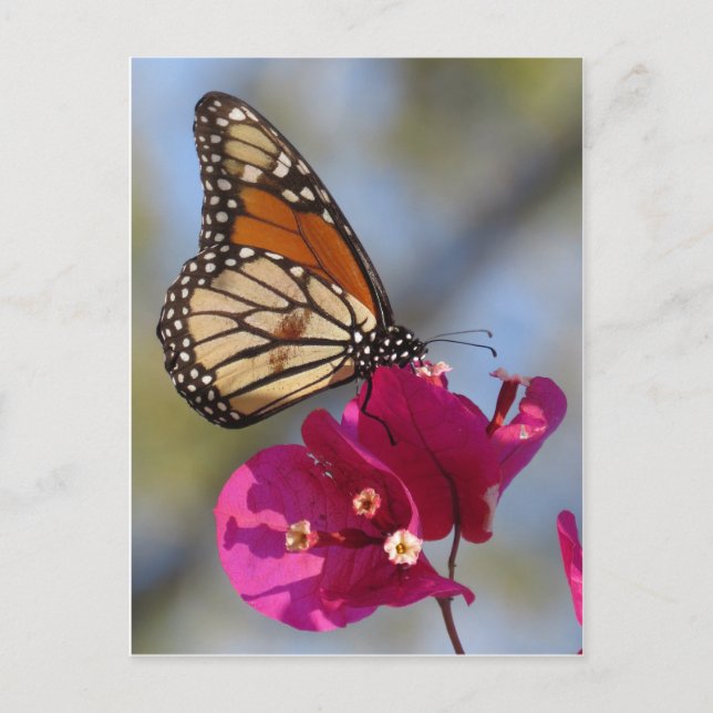 Carte Postale Papillon monarque sur bougainvilliers fleuris (Devant)