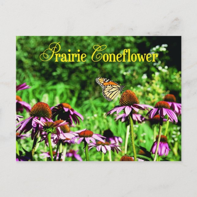Carte Postale Papillon monarque sur le confleur de prairie viole (Devant)