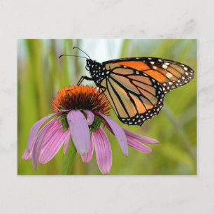 Carte Postale Papillon monarque sur le confleur pourpre Photo