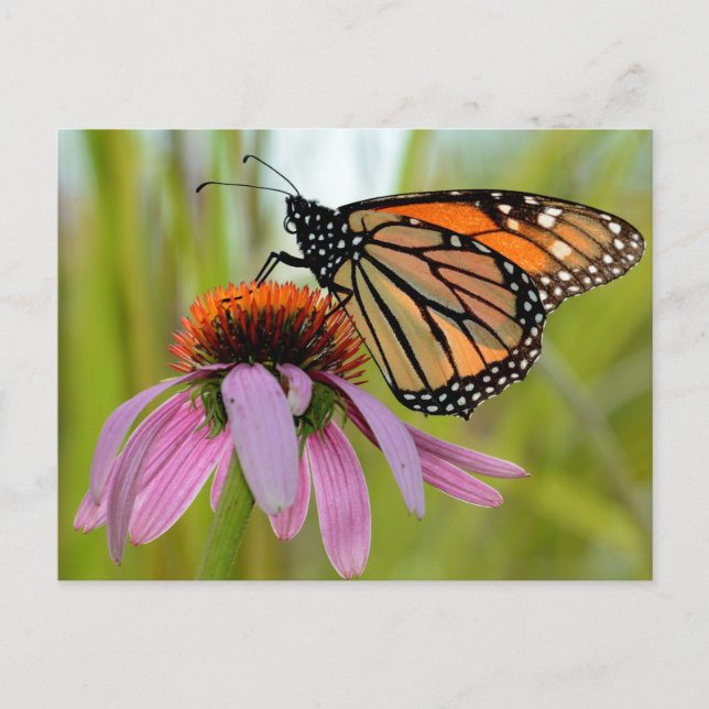 Carte Postale Papillon monarque sur le confleur pourpre Photo (Devant)