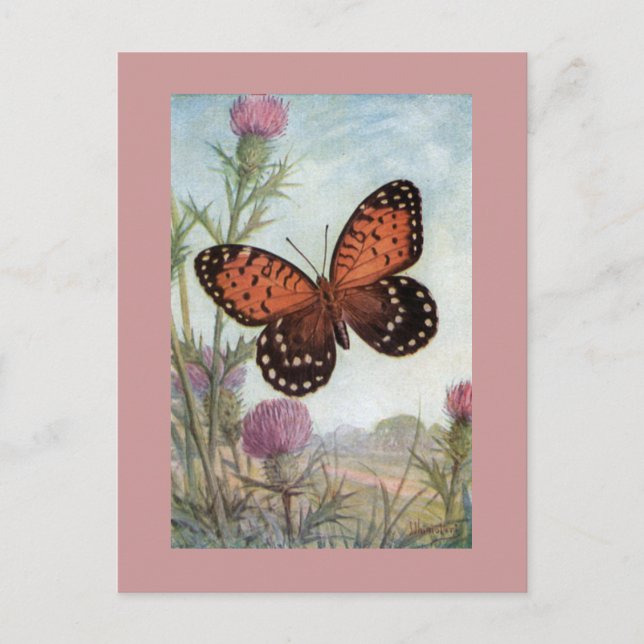 Carte postale Papillon Monarque sur Trèfle Violet (Devant)