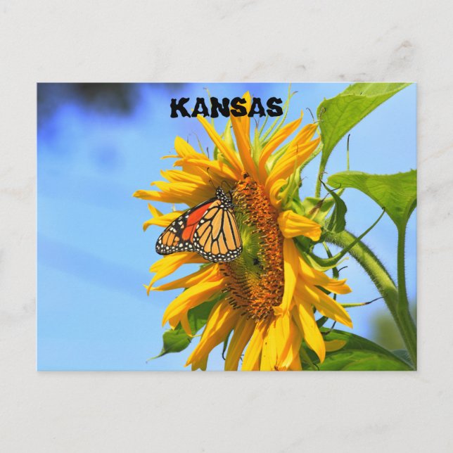 Carte Postale Papillon monarque sur un closeuse de tournesol (Devant)
