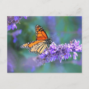 Carte Postale Papillon monarque sur une fleur de lilas violet