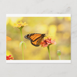 Carte Postale Papillon Monarque sur Zinnia