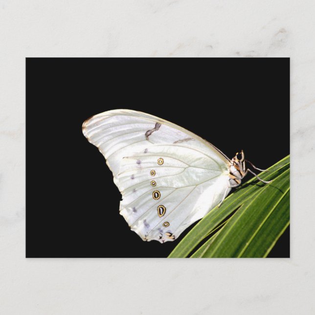 Carte Postale Papillon Morpho blanc sur feuille (Devant)