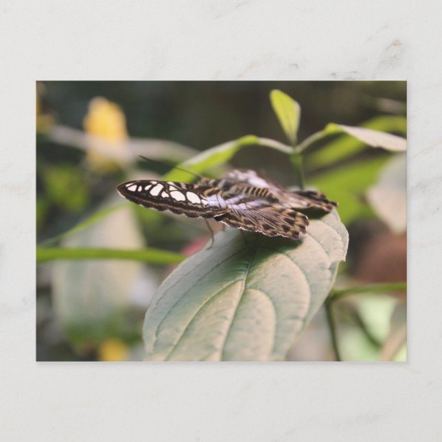 Carte Postale Papillon n° 2 (Devant)