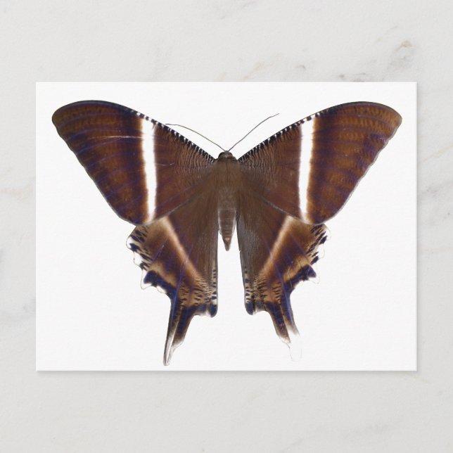 Carte Postale Papillon nocturne (Devant)