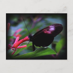 Carte Postale Papillon noir