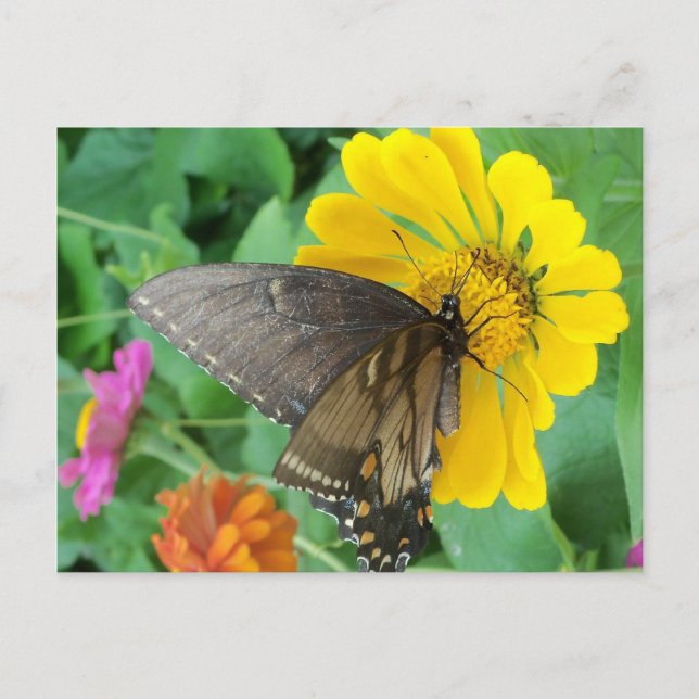 Carte Postale Papillon noir 2 (Devant)