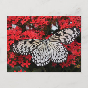 Carte Postale Papillon noir blanc tacheté sur fleurs rouges luxu