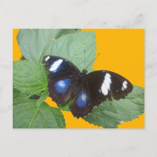 Carte Postale Papillon noir, bleu blanc tacheté do-it-yourself c