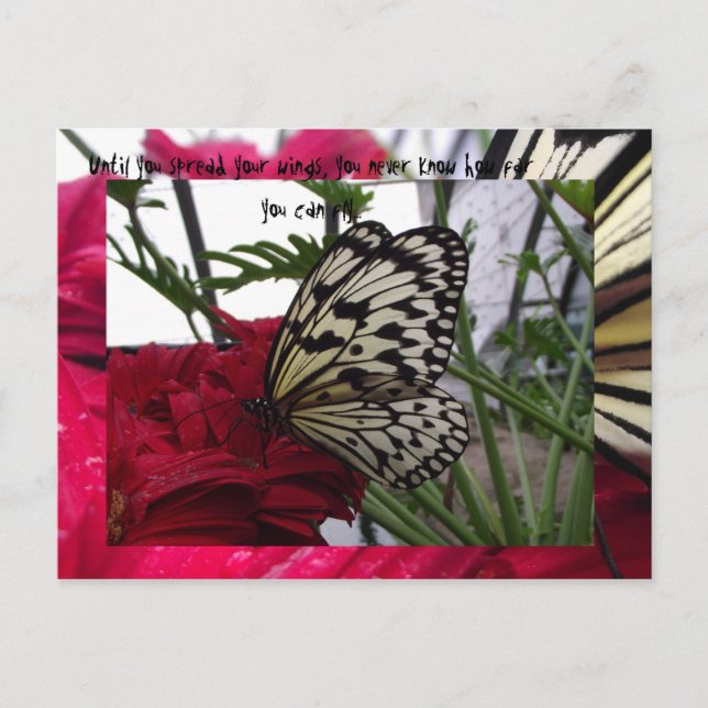 Carte Postale Papillon noir et blanc (Devant)