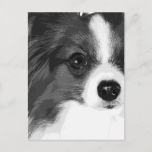 Carte Postale Papillon noir et blanc