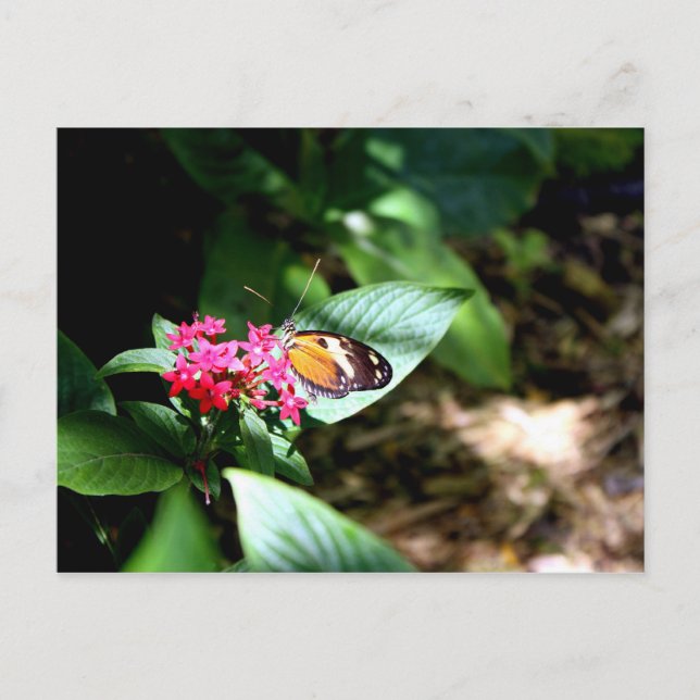Carte Postale Papillon noir et orange (Devant)