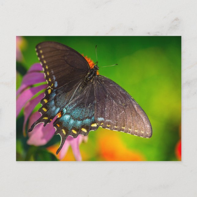 Carte Postale Papillon noir Swallowtail, Ohio (Devant)