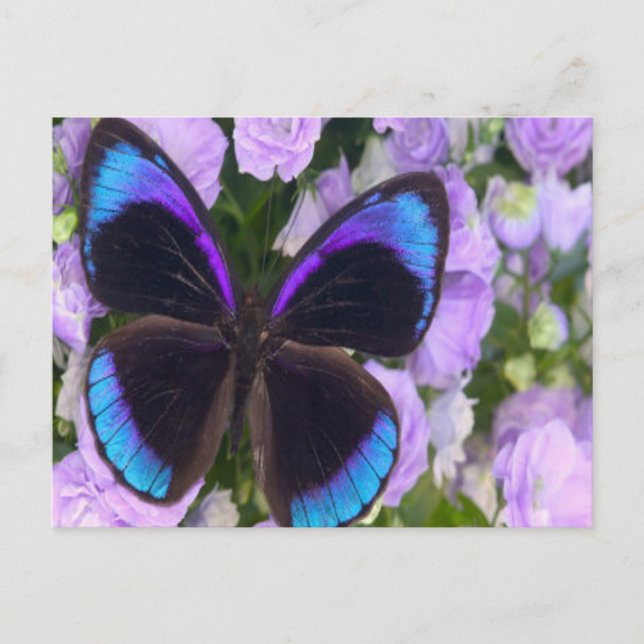 Carte Postale Papillon noir, violet et bleu (Devant)