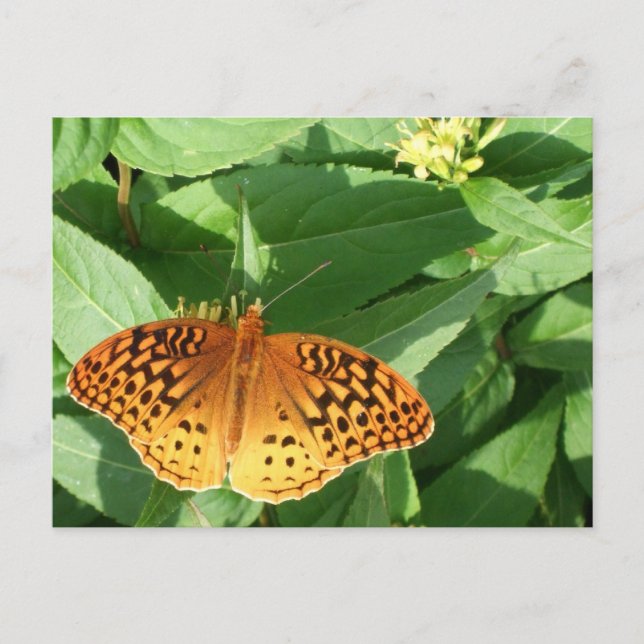 Carte postale Papillon orange (Devant)