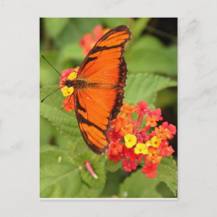 Carte Postale papillon orange