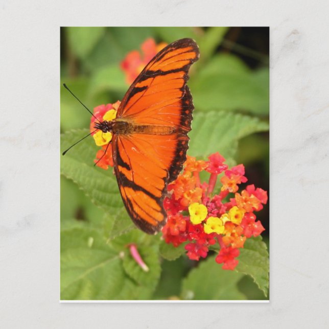 Carte Postale papillon orange (Devant)