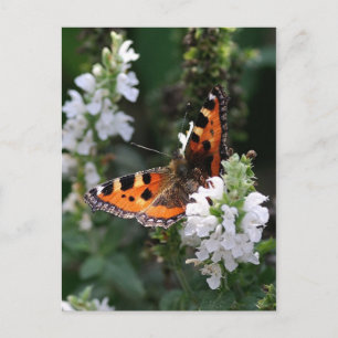 Carte Postale Papillon orange