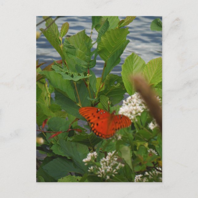 Carte Postale Papillon orange et noir au lac (Devant)