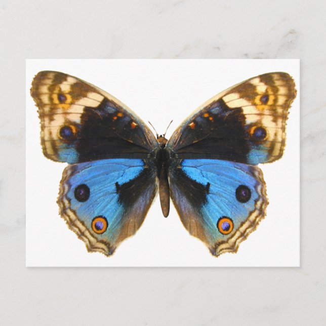 Carte Postale Papillon Pansy Bleu (Devant)