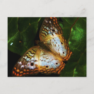 carte postale papillon paon