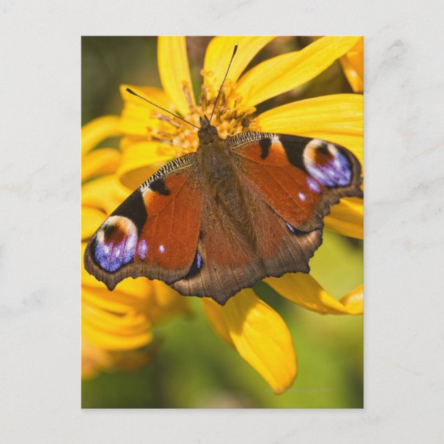 Carte Postale Papillon paon (Devant)