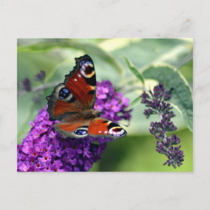 Carte Postale Papillon paon (Inachis io)