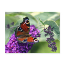 Papillon paon (Inachis io)