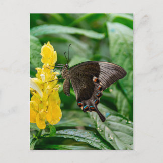 Carte Postale Papillon Papilio noir sur une fleur