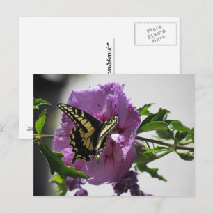 Carte postale - Papillon Papilio sur Fleur