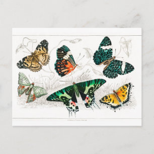 Carte Postale Papillon papillon vintage Ancien art d'illustratio