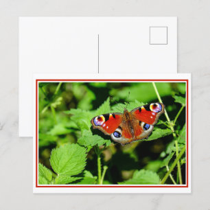 Carte postale Papillon Peacock